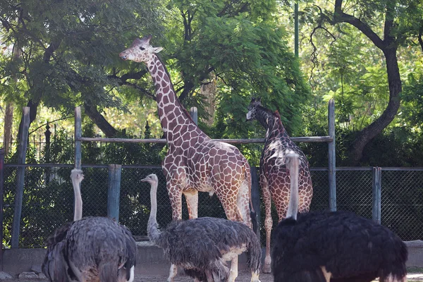 Jirafa en una jaula abierta en el zoológico —  Fotos de Stock